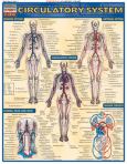 Qs Circulatory System