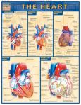 Qs Heart