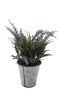 *Close Out: Potted Lavender Plant