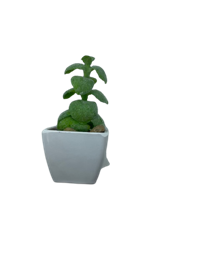 Potted Succulents Mini