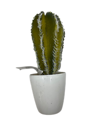 Potted Cactus ASTD