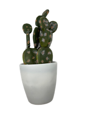 Cactus In A Pot